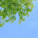 雨上がりの新緑