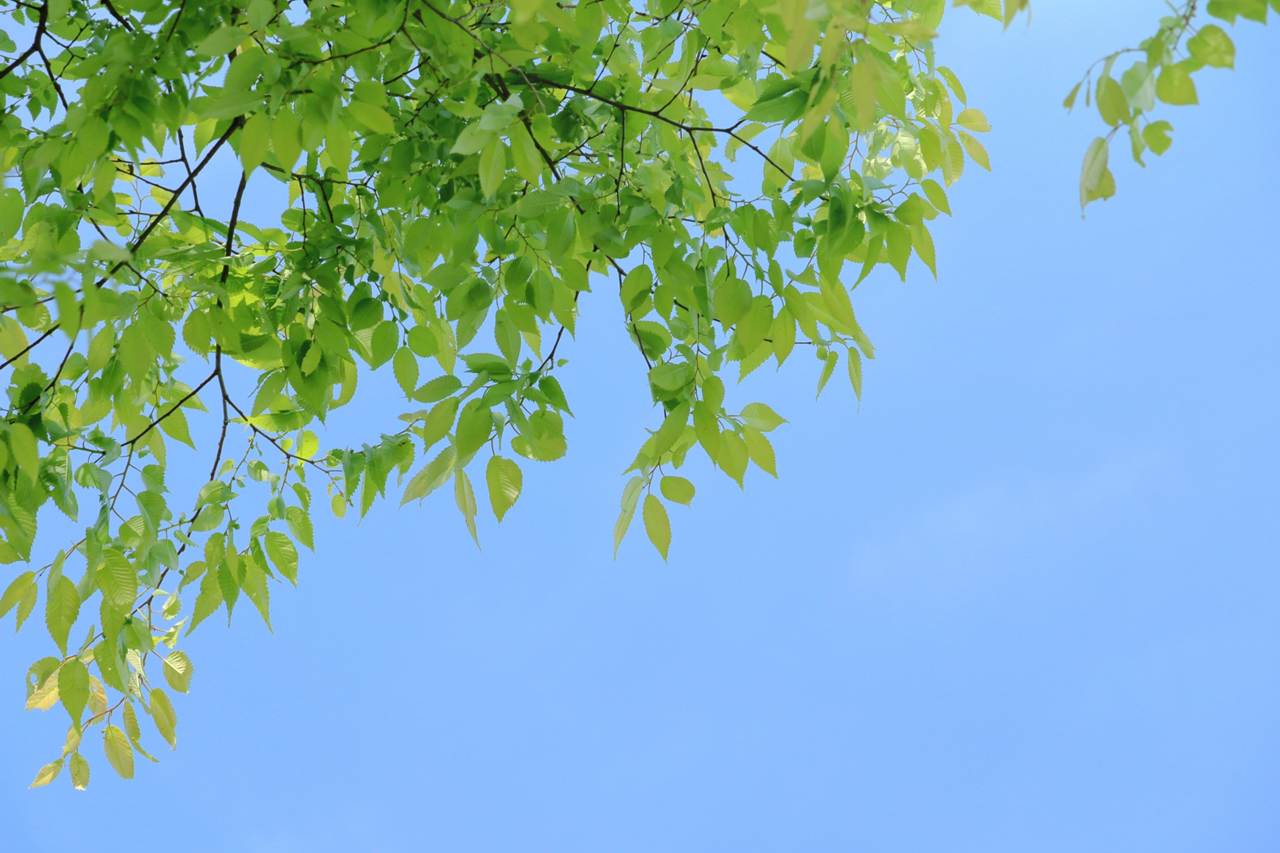 雨上がりの新緑
