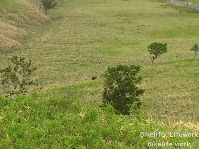 歩道がなくても進むクマ
