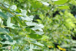 雨上がりの葉っぱに残った水滴