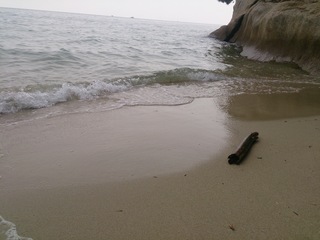 砂浜に打ち上げられた流木