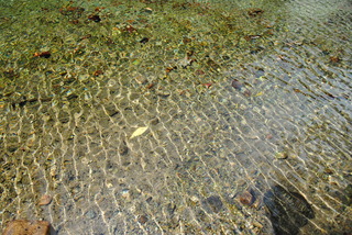 池の底が見渡せる弁天池