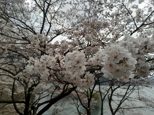 土師ダムの桜は花見におすすめ