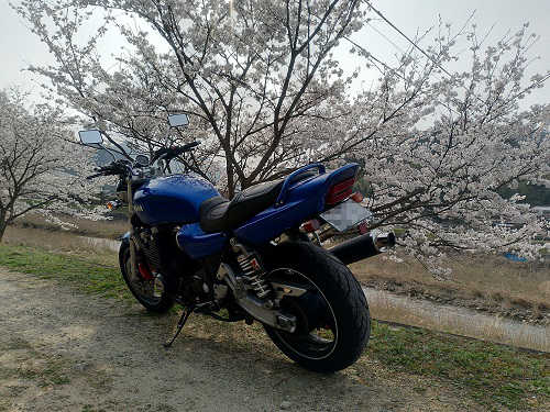 バイクの左側から背景の桜を撮ってみる
