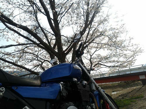 バイクと見上げた桜の写真