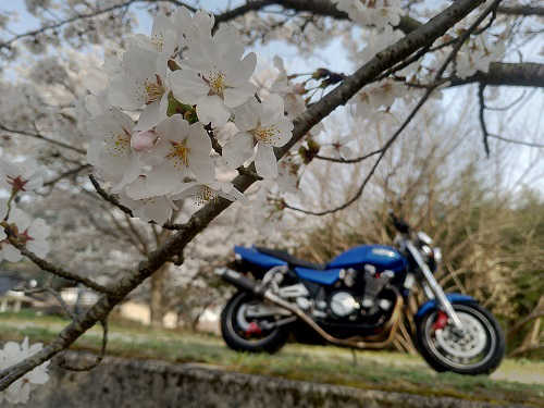 桜と後ろボケさせたバイクの写真