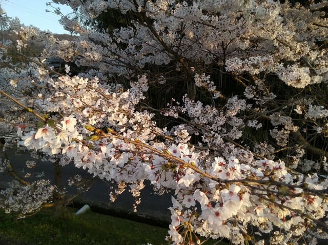 ドローンで撮影した桜