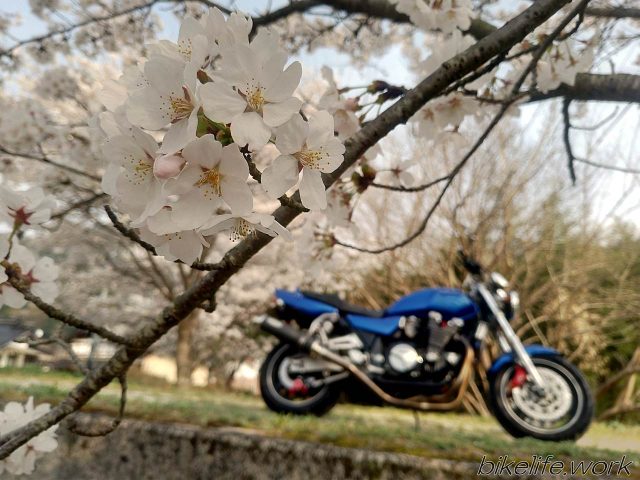 桜の花見と後ろボケさせたXJR1200