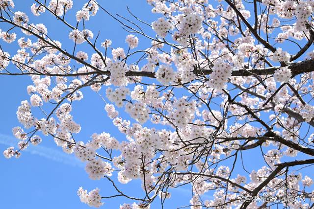 青空に桜の白さが映える