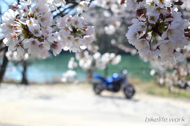 バイクを後ろボケで撮影した桜の写真