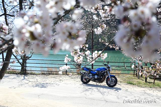 桜を前ボケで撮影したバイクの写真