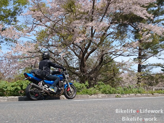 十和田湖の湖畔に咲いていた桜を見上げる