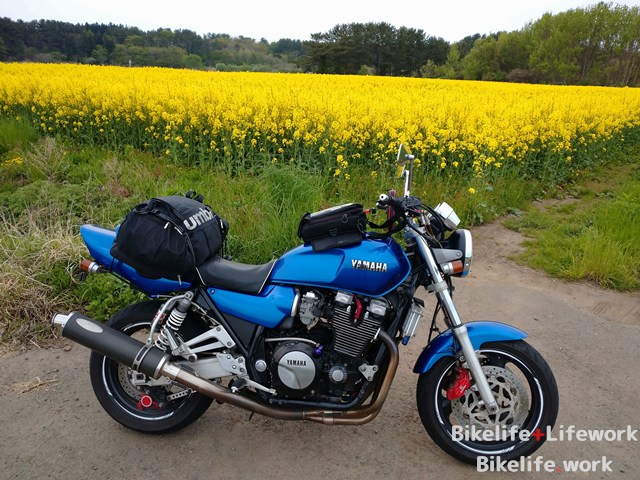 横浜町の菜の花畑と青いXJR1200(XJR1300)